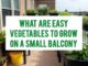 What Are Easy Vegetables To Grow On A Small Balcony