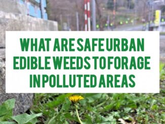What Are Safe Urban Edible Weeds To Forage In Polluted Areas