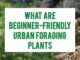 What Are Beginner-Friendly Urban Foraging Plants