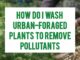 How Do I Wash Urban-Foraged Plants To Remove Pollutants