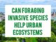 Can Foraging Invasive Species Help Urban Ecosystems