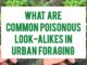What Are Common Poisonous Look-Alikes In Urban Foraging