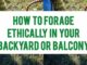 How To Forage Ethically In Your Backyard Or Balcony