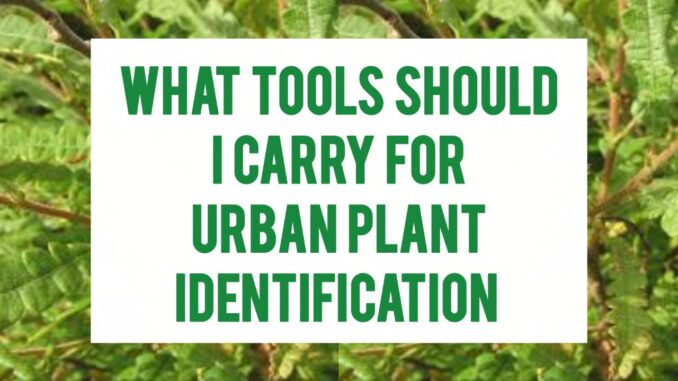What Tools Should I Carry For Urban Plant Identification What Tools Should I Carry For Urban Plant Identification