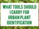 What Tools Should I Carry For Urban Plant Identification