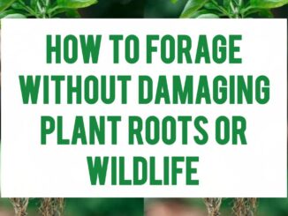 How To Forage Without Damaging Plant Roots Or Wildlife