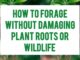 How To Forage Without Damaging Plant Roots Or Wildlife