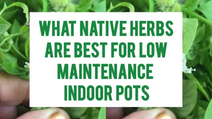 What Native Herbs Are Best For Low-Maintenance Indoor Pots What Native Herbs Are Best For Low-Maintenance Indoor Pots