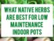What Native Herbs Are Best For Low-Maintenance Indoor Pots