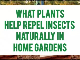What Plants Help Repel Insects Naturally In Home Gardens