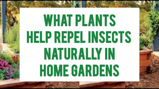 What Plants Help Repel Insects Naturally In Home Gardens