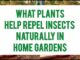What Plants Help Repel Insects Naturally In Home Gardens
