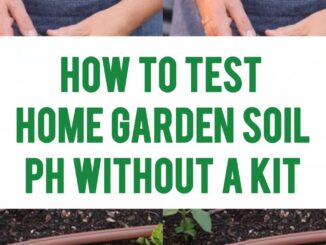 How To Test Home Garden Soil pH Without A Kit