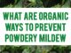 What Are Organic Ways To Prevent Powdery Mildew
