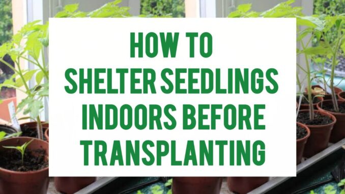 How To Shelter Seedlings Indoors Before Transplanting