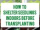How To Shelter Seedlings Indoors Before Transplanting