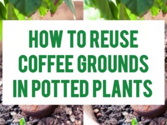 How To Reuse Coffee Grounds In Potted Plants
