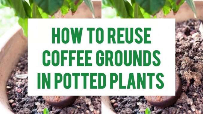 How To Reuse Coffee Grounds In Potted Plants How To Reuse Coffee Grounds In Potted Plants