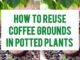 How To Reuse Coffee Grounds In Potted Plants