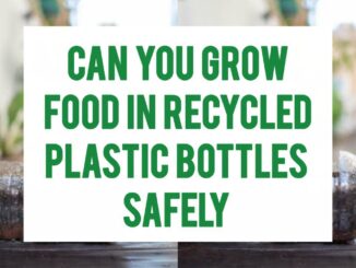 Can You Grow Food In Recycled Plastic Bottles Safely